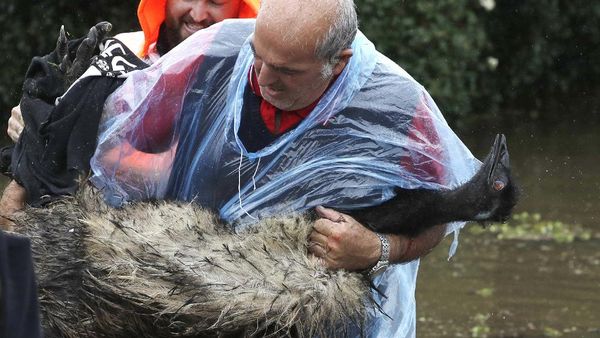Aksi Selamatkan Hewan Peliharaan dari Kepungan Banjir Australia