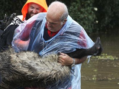 Aksi Selamatkan Hewan Peliharaan dari Kepungan Banjir Australia