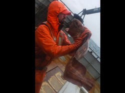 Hewan Laut Menyeramkan Hebohkan Netizen