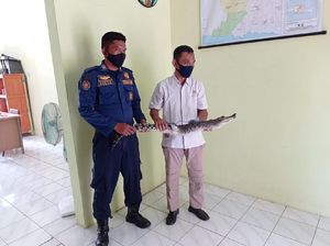 Buaya yang Berkeliaran di Persawahan Bojonegoro Jenis Irian