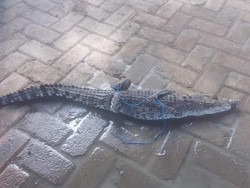 Buaya yang Berkeliaran di Persawahan Bojonegoro dari Mana Datangnya?