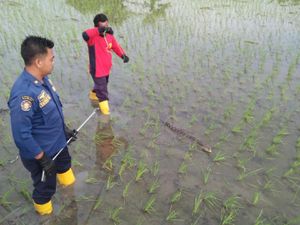 Heboh Buaya Berkeliaran di Persawahan Bojonegoro Heboh Buaya Berkeliaran di Persawahan Bojonegoro