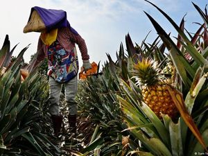 China Tekan Taiwan dengan Boikot Nanas, AS Pantau Ancaman Serangan China