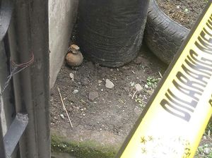 Cari Kelereng di Parit, Anak-anak di Medan Temukan Granat