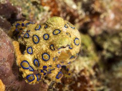 Gurita Mematikan Berkeliaran di Pantai Australia, Turis Harap Waspada