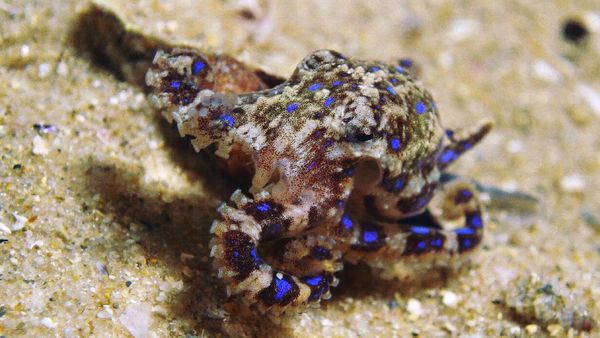 Foto: Gurita Cincin Biru, Si Kecil Mematikan dari Laut