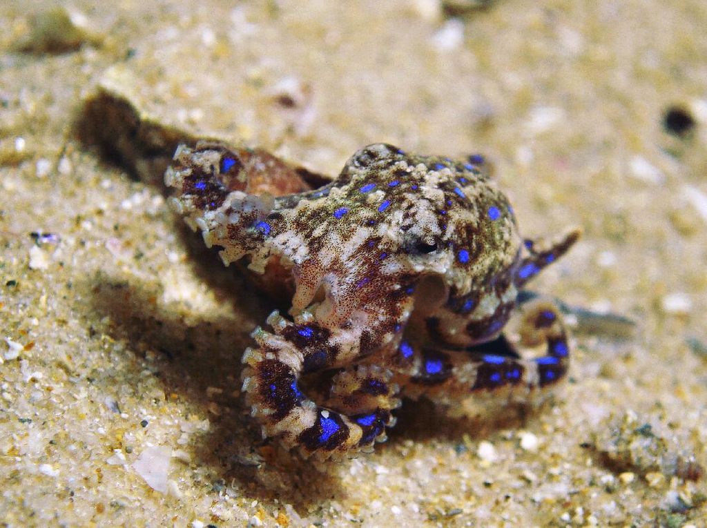 Foto: Gurita Cincin Biru, Si Kecil Mematikan dari Laut