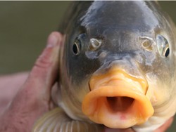 Beda Nasib Ikan Mas di Indonesia dan Australia yang Dianggap Hama