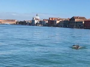 Langka! Lumba-lumba Menyusuri Kanal Besar Venesia Langka! Lumba-lumba Menyusuri Kanal Besar Venesia