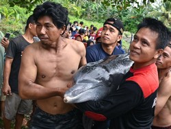 Seekor Lumba-lumba Terdampar di Pantai Jembrana Diselamatkan