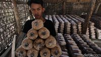 Meraup Cuan Lewat Penjualan Media Pembibitan Jamur