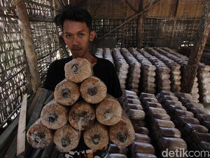 Meraup Cuan Lewat Penjualan Media Pembibitan Jamur