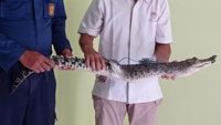 Penampakan Buaya yang Berkeliaran di Persawahan Bojonegoro