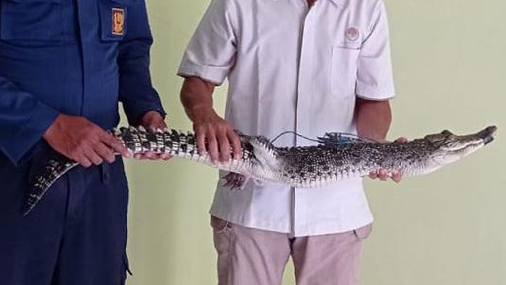 Penampakan Buaya yang Berkeliaran di Persawahan Bojonegoro Penampakan Buaya yang Berkeliaran di Persawahan Bojonegoro