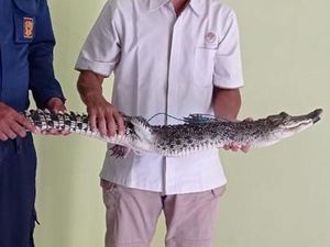 Penampakan Buaya yang Berkeliaran di Persawahan Bojonegoro