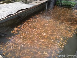 Kenapa Ikan Air Tawar Tidak Bisa Hidup di Laut?