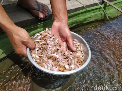Penjualan Bibit Ikan Kembali Bergeliat