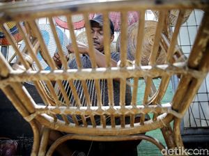 Mengenal Rotan Hasil Hutan Bahan Pembuatan Mebel dan Daerah Penghasilnya