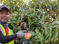 Peserta WHV Asal Indonesia Tewas dalam Kecelakaan Lalu Lintas di Australia