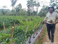 Petani Pangandaran Ungkap Penyebab Harga Cabai Melambung di Pasaran