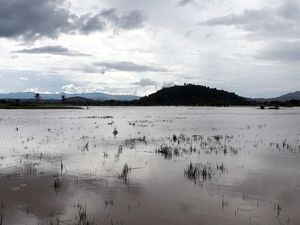 Puluhan Hektare Sawah di Polman Banjir, Petani Rugi Jutaan Rupiah