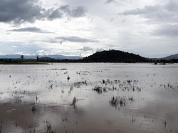 Puluhan Hektare Sawah di Polman Banjir, Petani Rugi Jutaan Rupiah