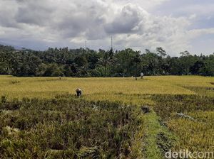 Petani Banyuwangi Risau Harga Gabah yang Terus Merosot Jelang Panen Raya