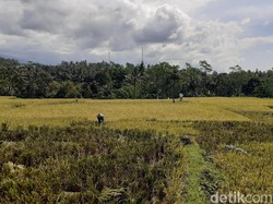 Petani Banyuwangi Risau Harga Gabah yang Terus Merosot Jelang Panen Raya