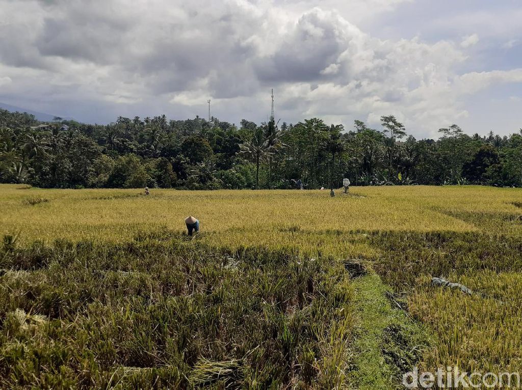 Petani Banyuwangi Risau Harga Gabah yang Terus Merosot Jelang Panen Raya Petani Banyuwangi Risau Harga Gabah yang Terus Merosot Jelang Panen Raya