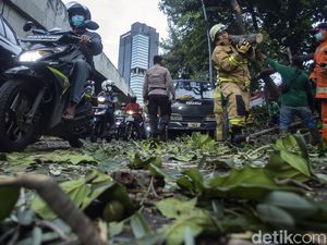 Waduh, Lalin di Kolong Semanggi Macet Gegara Pohon Tumbang