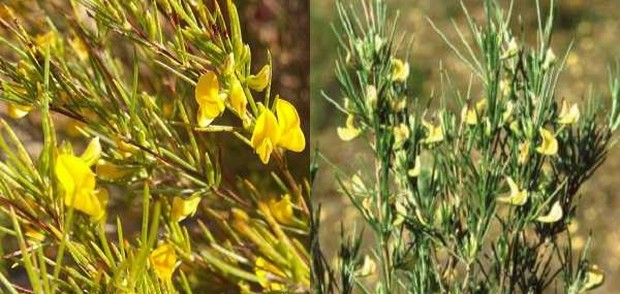 Aspalanthus Linearis Aspalanthus LinearisFoto:pinterest/greenlifediary