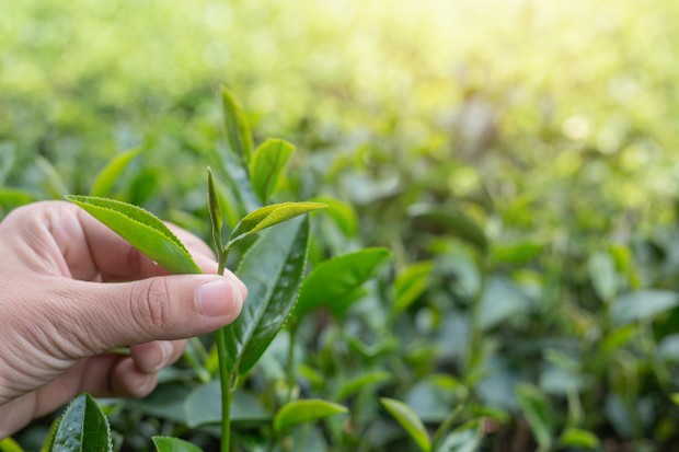 Cara pengolahan teh jenis green tea dan matcha berbeda/freepik.com