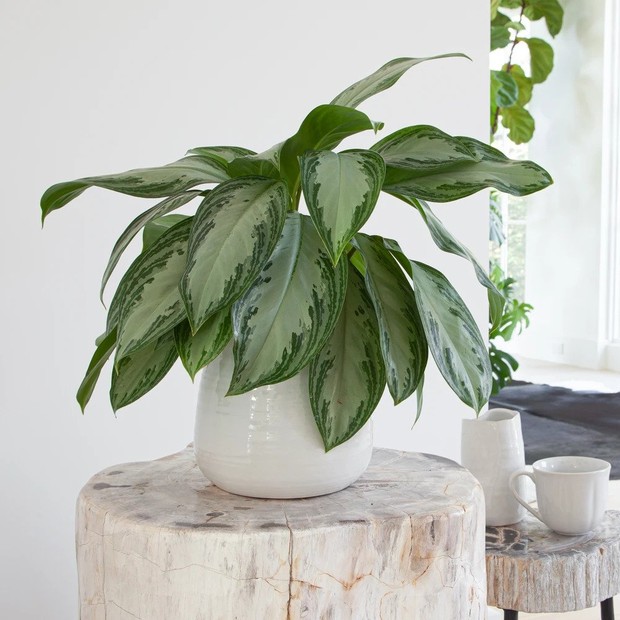 Aglaonema atau chinese evergreen merupakan tanaman rumahan dengan perawatan rendah yang berfungsi sebagai pembersih udara alami.