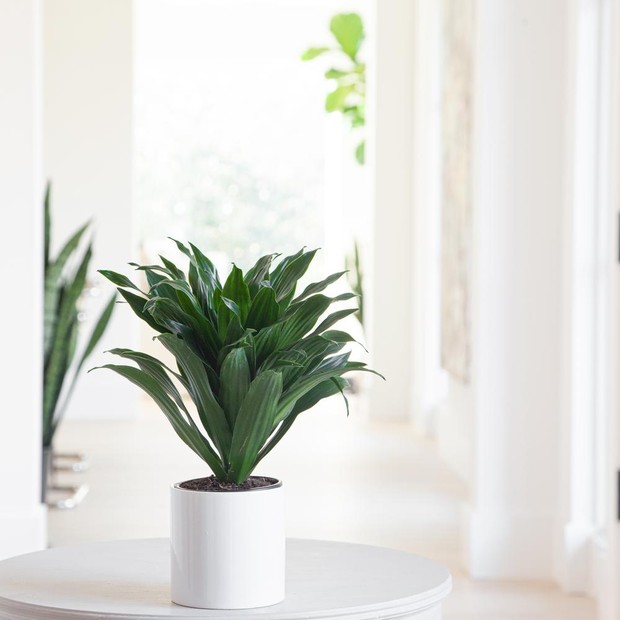 Dracaena fragans atau janet craig merupakan tanaman hias varietas pohon naga, tanaman rumahan yang sangat mudah ditanam.