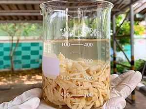 Kacau! Hobi Makan Daging Sapi Mentah, Perut Pria Ini Penuh Cacing Pita Kacau! Hobi Makan Daging Sapi Mentah, Perut Pria Ini Penuh Cacing Pita