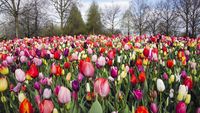 Segarkan Mata dengan Foto Jutaan Bunga Tulip di Belanda