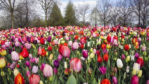 Segarkan Mata dengan Foto Jutaan Bunga Tulip di Belanda