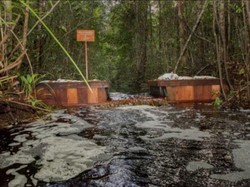 Memulihkan Hutan Rawa Gambut Sebangau