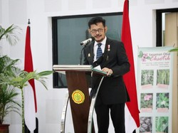 Potensi Ekspor Tinggi, Mentan Sebut Porang Jadi Komoditas Mahkota RI