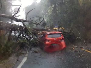 Pohon Tumbang di Puncak, Satu Mobil Tertimpa-Akses Lalin Sempat Tertutup