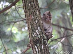 Sedih! 8 Monyet di Kebun Binatang Tertua Ini Mati