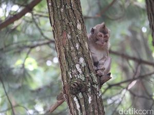 Seekor Monyet Disalahkan atas Padamnya Listrik di Sri Lanka Seekor Monyet Disalahkan atas Padamnya Listrik di Sri Lanka