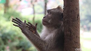 Konon, Jumlah Monyet di Obyek Wisata Ini Tidak Bertambah atau Berkurang