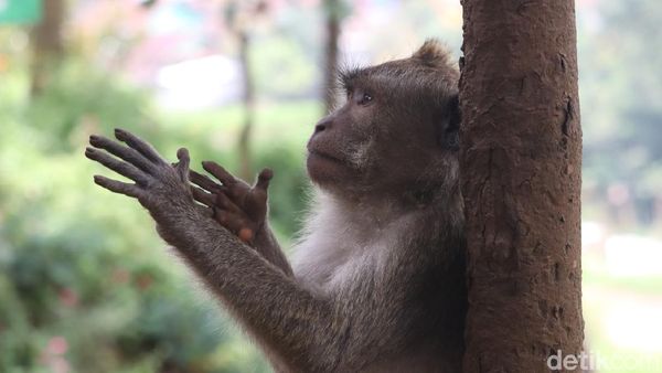 Konon, Jumlah Monyet di Obyek Wisata Ini Tidak Bertambah atau Berkurang