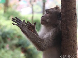 Monyet Lepas Serang 2 Warga di Koja Jakut, 1 Orang Kena Gigit