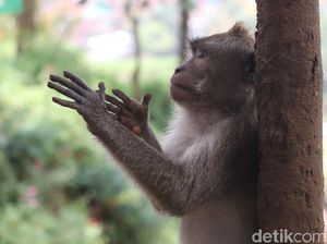 Ternyata Ini Penyebab Monyet Suka Makan Pisang Ternyata Ini Penyebab Monyet Suka Makan Pisang