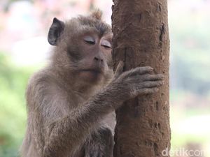 Cara Monyet dan Kera Memotong Kuku Sama Seperti Manusia Cara Monyet dan Kera Memotong Kuku Sama Seperti Manusia