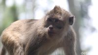 Bertemu Si Ekor Panjang, Sang Penguasa Karang Gantungan