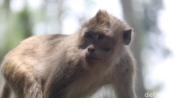 Bertemu Si Ekor Panjang, Sang Penguasa Karang Gantungan