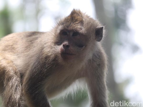 Bertemu Si Ekor Panjang, Sang Penguasa Karang Gantungan